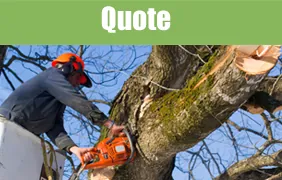 Man Cutting Tree - Tree Felling in Leeds, West Yorkshire